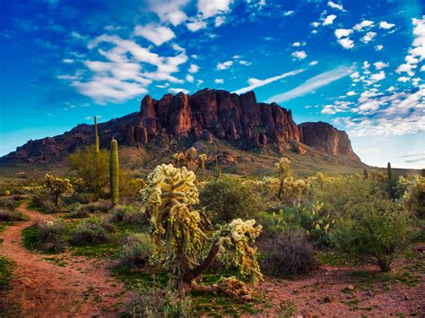 Exploring the Desert Flora and Fauna at Magic Mountain, Arizona